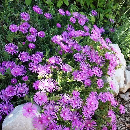 Διαμέρισμα Charming Dalmatian With Panoramic View