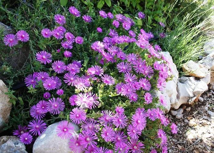 Διαμέρισμα Charming Dalmatian With Panoramic View