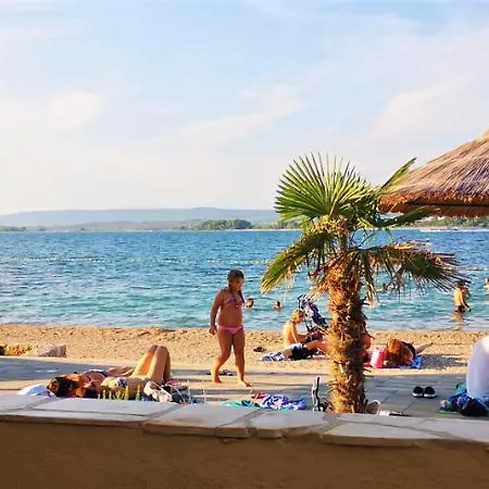 Charming Dalmatian With Panoramic View *